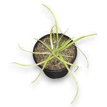 Load image into Gallery viewer, pinguicula plant