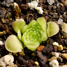 Laden Sie das Bild in den Galerie-Viewer, Pinguicula moranensis "St. Catarina".