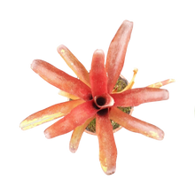 Laden Sie das Bild in den Galerie-Viewer, Neoregelia schultesiana "Fireball"