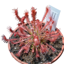 Load image into Gallery viewer, Oblanceolate Sundew