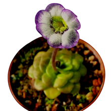 Laden Sie das Bild in den Galerie-Viewer, Pinguicula martinezii (P615)