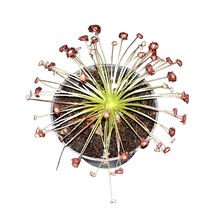 Laden Sie das Bild in den Galerie-Viewer, Drosera paradoxa