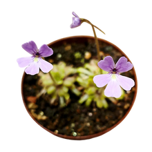 Load image into Gallery viewer, Butterwort Hybrid "HTS-P001"