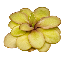 Laden Sie das Bild in den Galerie-Viewer, Pinguicula pilosa x emarginata