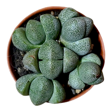 Load image into Gallery viewer, Pleiospilus nelii - Lebender Granit