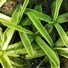 Load image into Gallery viewer, Pinguicula primuliflora "Rose"