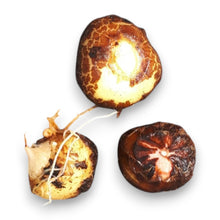 Load image into Gallery viewer, Amorphophallus konjac, Syn. A. rivieri.