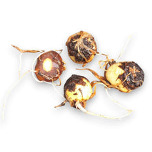 Load image into Gallery viewer, Amorphophallus konjac, Syn. A. rivieri.