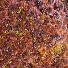 Laden Sie das Bild in den Galerie-Viewer, Sphagnum spec. - rot (lebend)