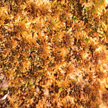 Laden Sie das Bild in den Galerie-Viewer, Sphagnum spec. - braunrot (lebend)