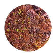 Laden Sie das Bild in den Galerie-Viewer, Sphagnum spec. - rot (lebend)