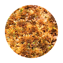 Laden Sie das Bild in den Galerie-Viewer, Sphagnum spec. - braunrot (lebend)