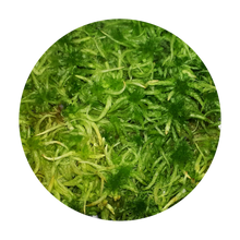 Laden Sie das Bild in den Galerie-Viewer, Sphagnum spec. - grün (lebend)
