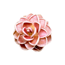 Load image into Gallery viewer, Pinguicula ehlersiae "rot"