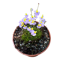 Laden Sie das Bild in den Galerie-Viewer, Utricularia bisquamata
