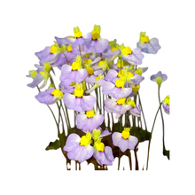 Laden Sie das Bild in den Galerie-Viewer, Utricularia bisquamata