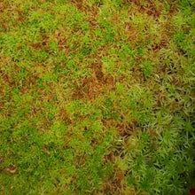 Laden Sie das Bild in den Galerie-Viewer, sphagnum moss