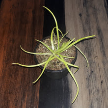 Load image into Gallery viewer, pinguicula plant