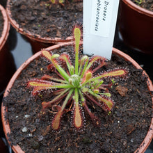 Load image into Gallery viewer, Drosera oblanceolata - Carniflor