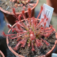 Load image into Gallery viewer, Drosera oblanceolata - Carniflor