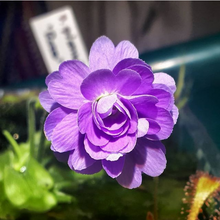 Laden Sie das Bild in den Galerie-Viewer, pinguicula plant