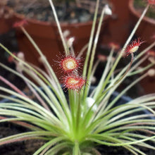 Laden Sie das Bild in den Galerie-Viewer, drosera plant