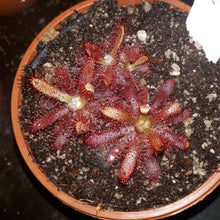 Laden Sie das Bild in den Galerie-Viewer, drosera plant