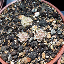 Load image into Gallery viewer, pinguicula plant