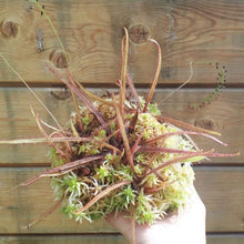 Laden Sie das Bild in den Galerie-Viewer, drosera plant