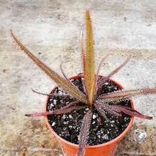 Laden Sie das Bild in den Galerie-Viewer, drosera plant