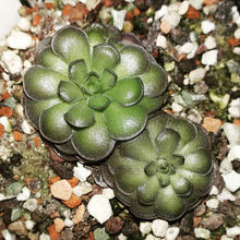 Laden Sie das Bild in den Galerie-Viewer, pinguicula plant