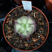 Load image into Gallery viewer, pinguicula plant