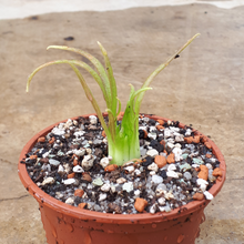 Load image into Gallery viewer, pinguicula plant