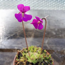 Load image into Gallery viewer, pinguicula plant