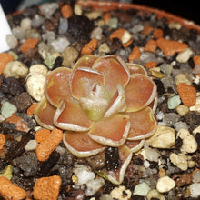 Load image into Gallery viewer, pinguicula plant