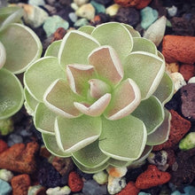 Load image into Gallery viewer, pinguicula plant
