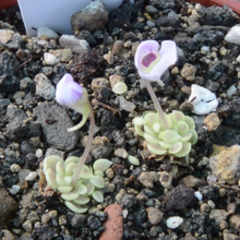 Load image into Gallery viewer, pinguicula plant