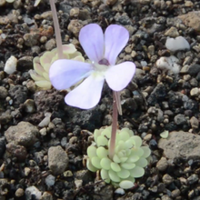 Load image into Gallery viewer, pinguicula plant