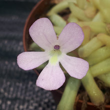Laden Sie das Bild in den Galerie-Viewer, pinguicula plant