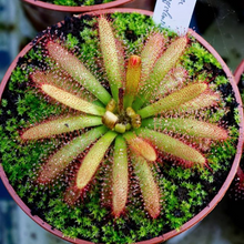 Laden Sie das Bild in den Galerie-Viewer, drosera plant
