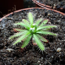 Load image into Gallery viewer, drosera plant