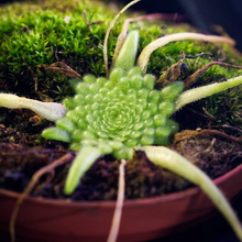 Laden Sie das Bild in den Galerie-Viewer, pinguicula plant