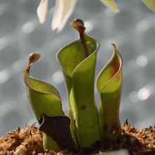 Laden Sie das Bild in den Galerie-Viewer, Heliamphora heterodoxa x nutans - Carniflor