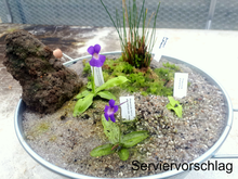 Load image into Gallery viewer, pinguicula plant