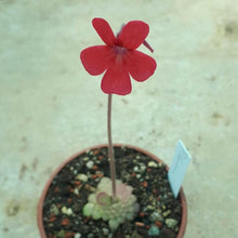 Laden Sie das Bild in den Galerie-Viewer, pinguicula plant