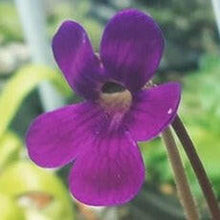 Load image into Gallery viewer, pinguicula plant