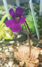 Load image into Gallery viewer, pinguicula plant
