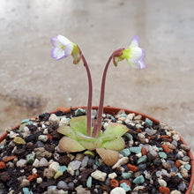 Laden Sie das Bild in den Galerie-Viewer, pinguicula plant
