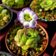 Laden Sie das Bild in den Galerie-Viewer, pinguicula plant