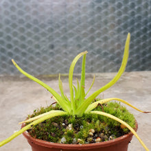 Load image into Gallery viewer, pinguicula plant